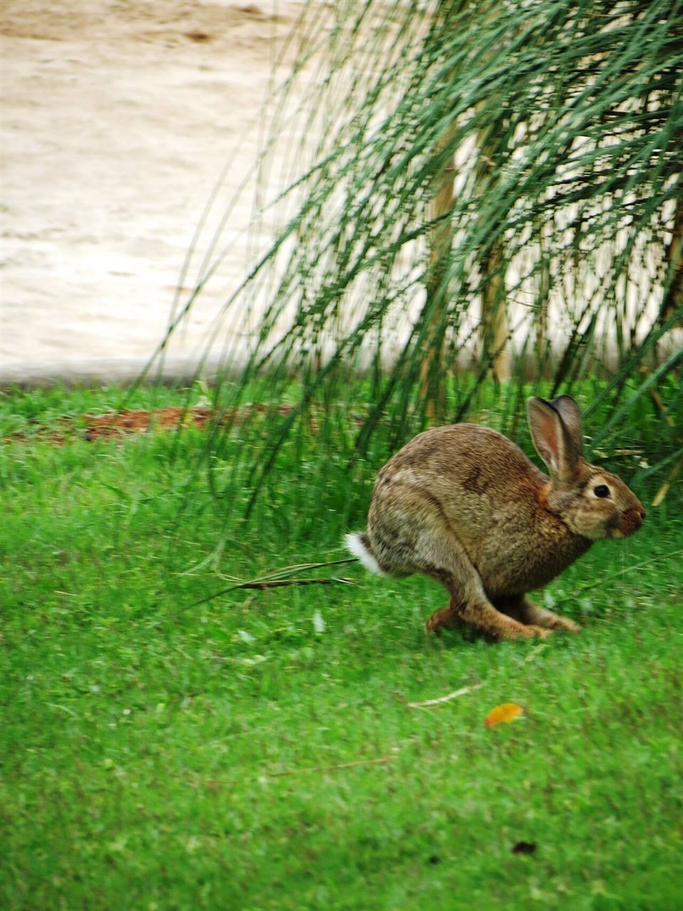 A rabbit running freely during exercise time