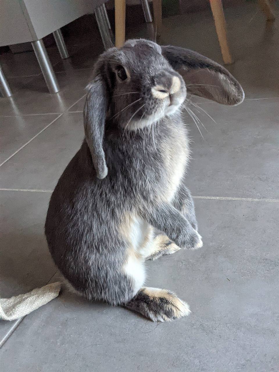 A mini lop rabbit standing on its hind feet, curious