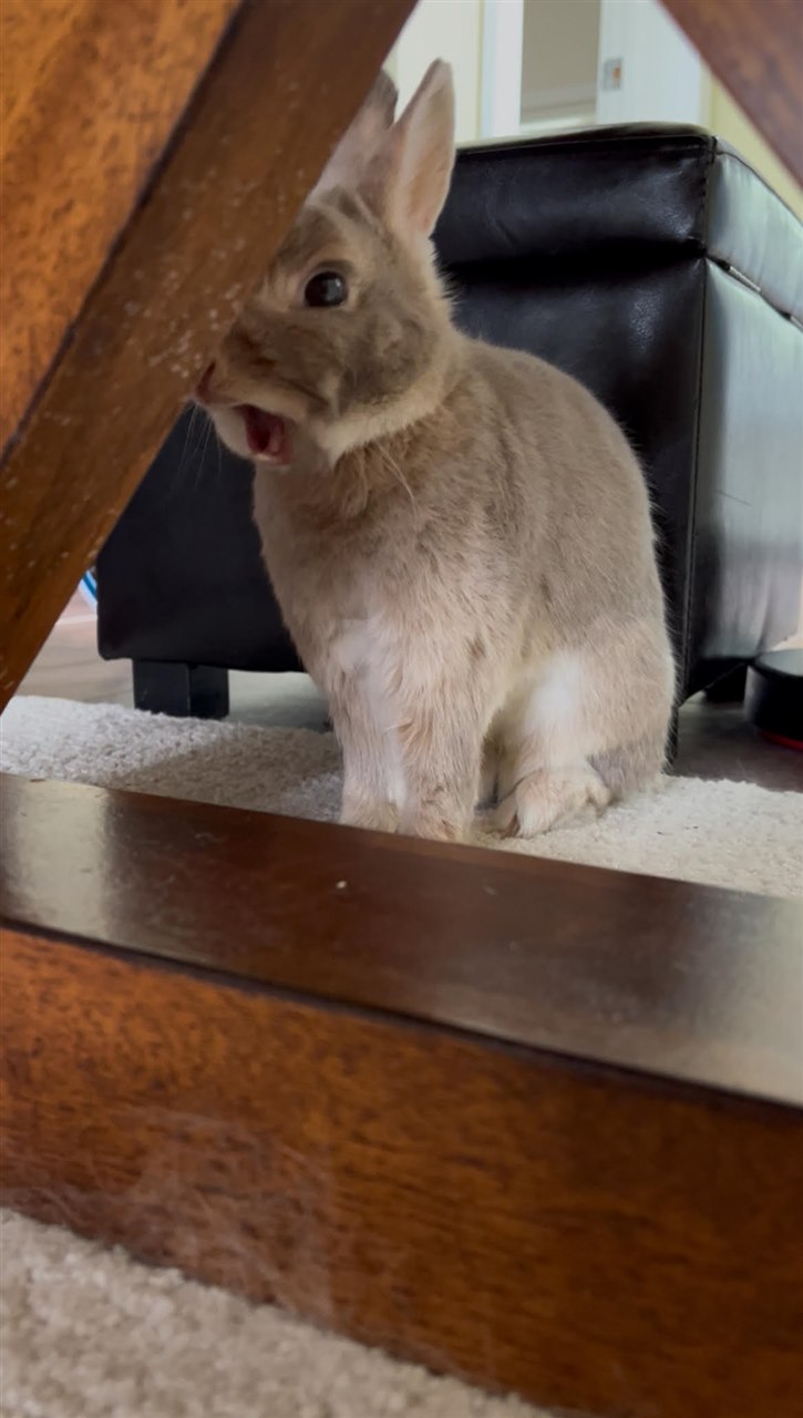 A rabbit yawning, showing its teeth