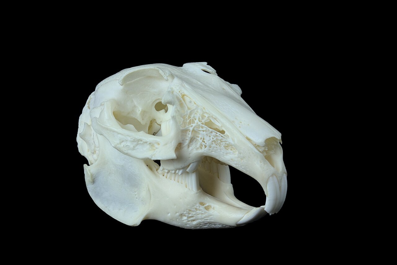 Rabbit skull anatomy showing incisors and molars