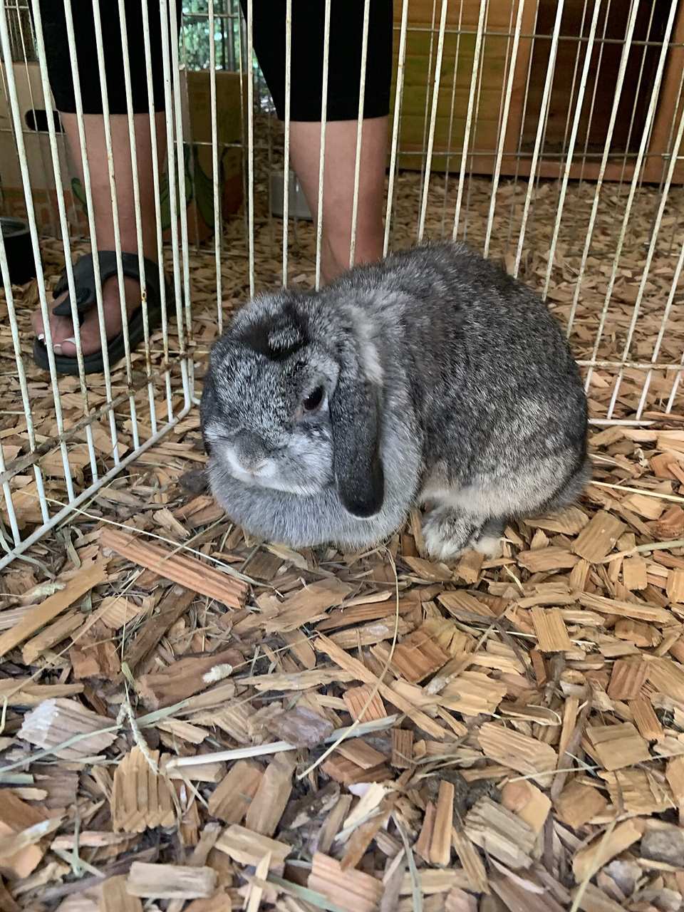 Close-up of a grey Holland Lop rabbit's droopy ears