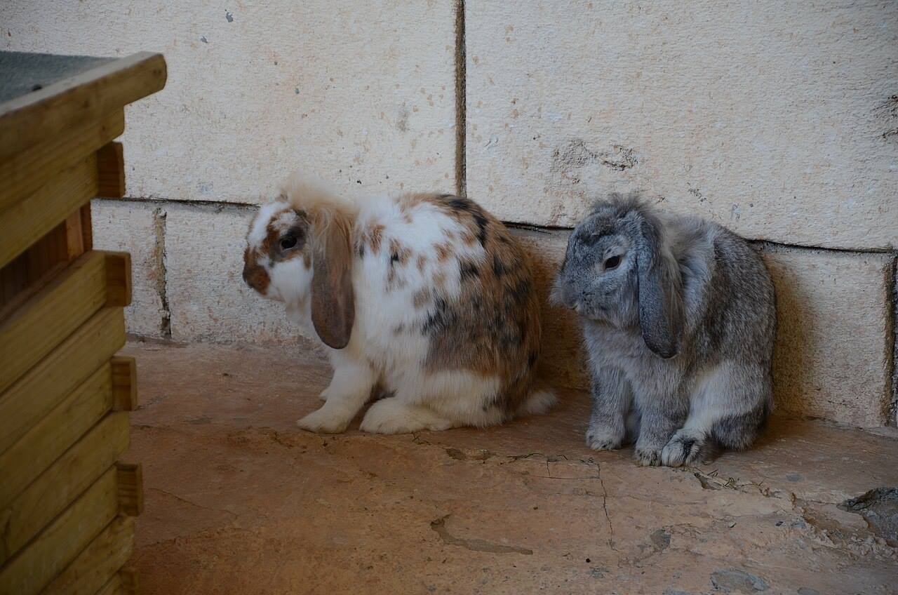 Two lop-eared rabbits resting together