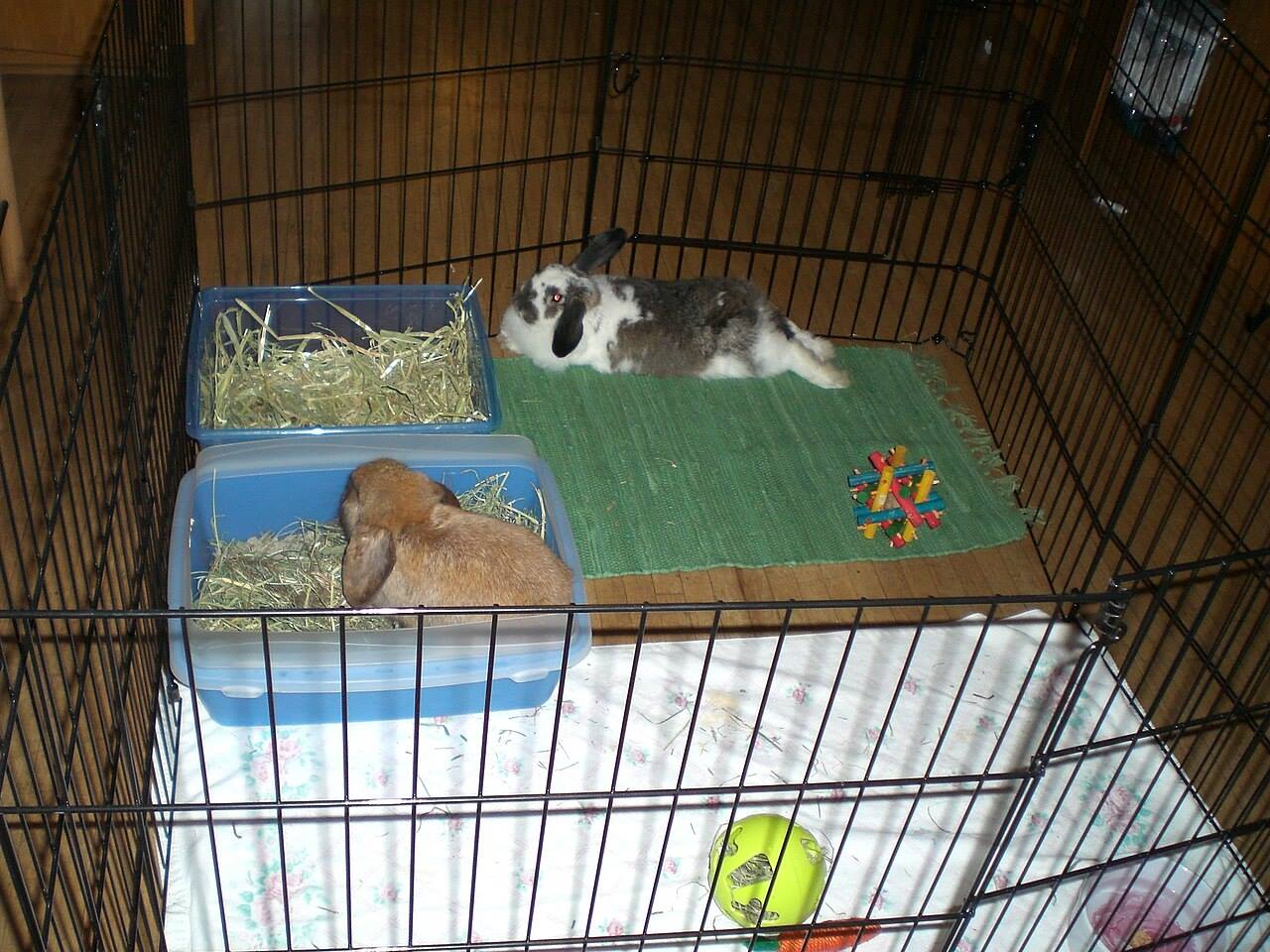 A rabbit inside a spacious solid-floor pen