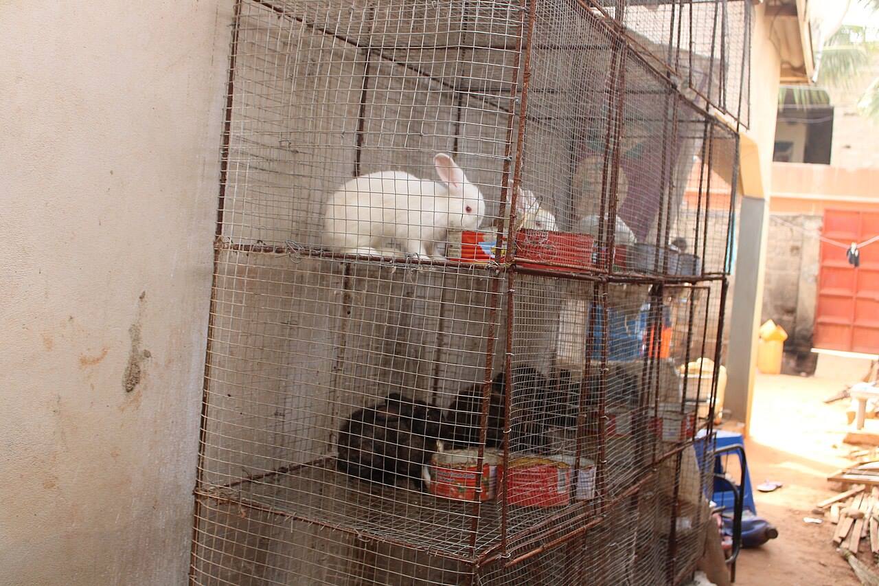 Rabbits in an outdoor enclosure on soft ground