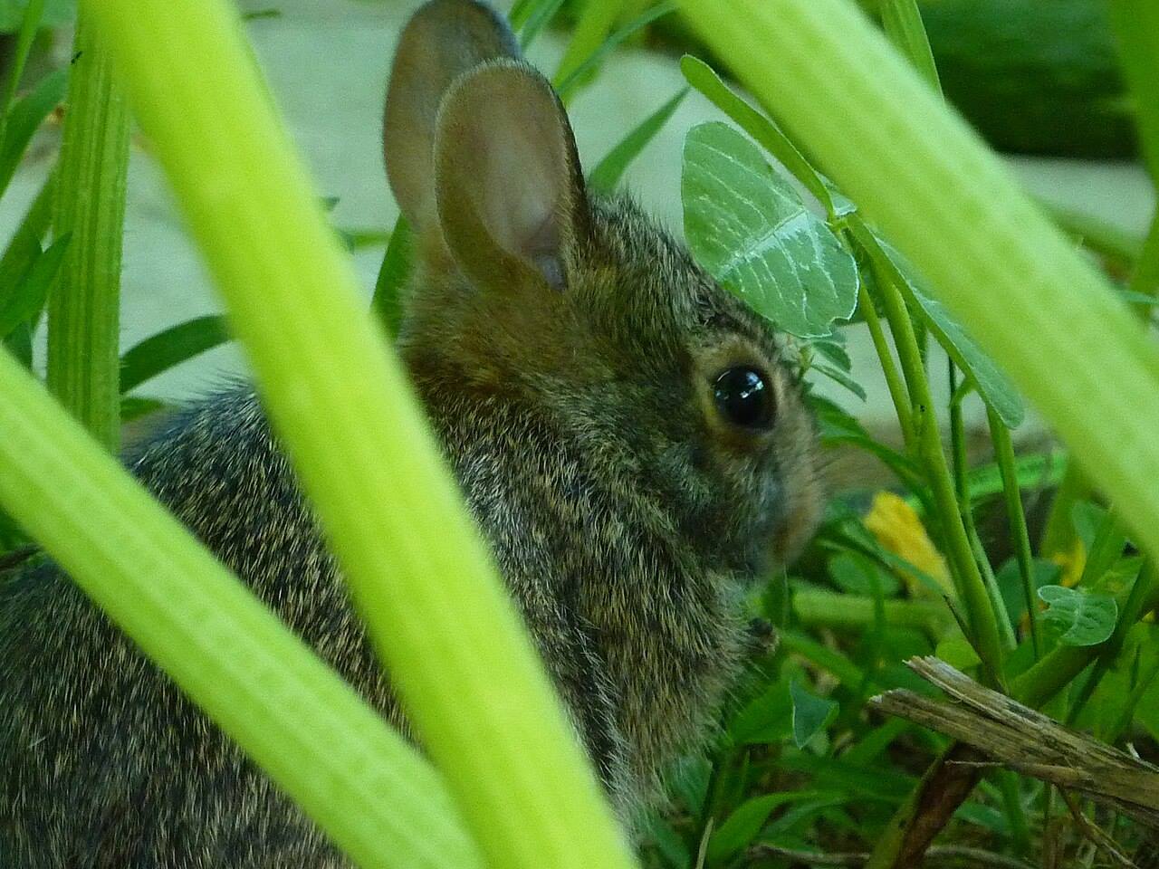 A rabbit in a pumpkin patch during mild weather