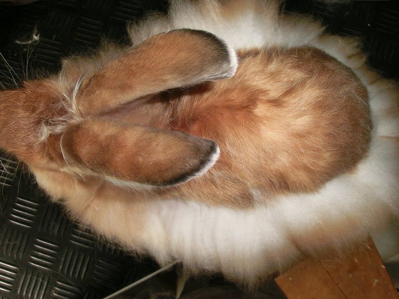 A rabbit at home near household items