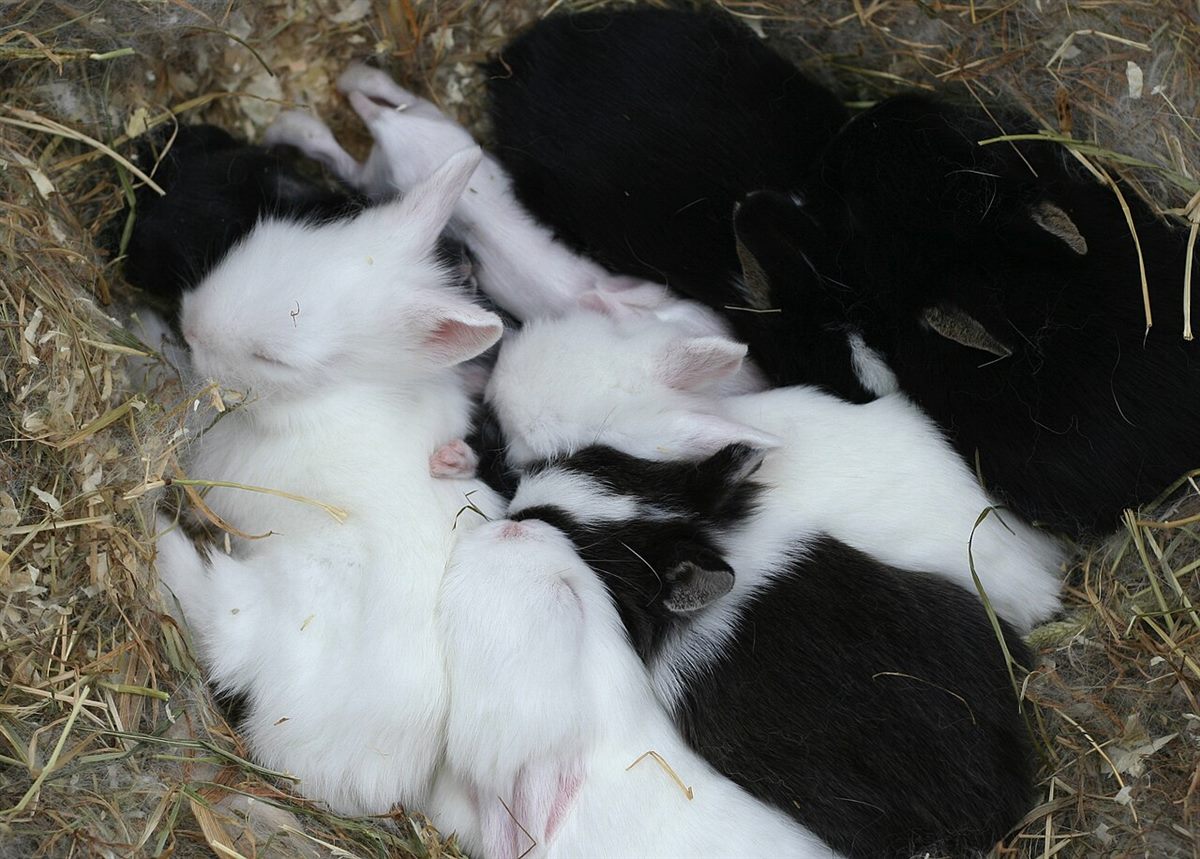 A small lop-eared rabbit resting beside open care guide pages